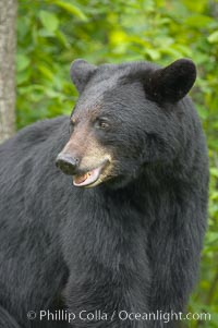 Black bear portrait.  American black bears range in color from deepest black to chocolate and cinnamon brown.  They prefer forested and meadow environments. This bear still has its thick, full winter coat, which will be shed soon with the approach of summer, Ursus americanus, Orr, Minnesota