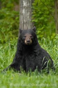 Black bear portrait sitting in long grass.  This bear still has its thick, full winter coat, which will be shed soon with the approach of summer.  Black bears are omnivores and will find several foods to their liking in meadows, including grasses, herbs, fruits, and insects, Ursus americanus, Orr, Minnesota