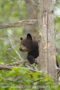 Black bear cub in a tree.  Mother bears will often send their cubs up into the safety of a tree if larger bears (who might seek to injure the cubs) are nearby.  Black bears have sharp claws and, in spite of their size, are expert tree climbers, Ursus americanus, Orr, Minnesota