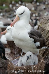 Black-browed albatross, adult on nest with chick, Thalassarche melanophrys, Westpoint Island