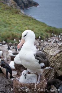 Black-browed albatross, adult on nest with chick, Thalassarche melanophrys, Westpoint Island