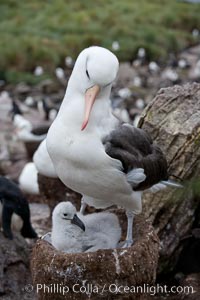 Black-browed albatross, adult on nest with chick, Thalassarche melanophrys, Westpoint Island