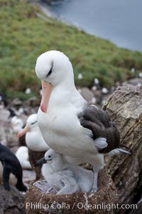 Black-browed albatross, adult on nest with chick, Thalassarche melanophrys, Westpoint Island