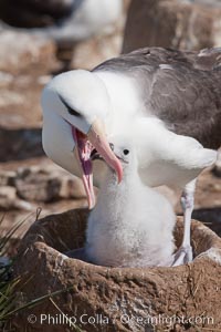 Black-browed albatross, feeding its chick on the nest by regurgitating food it was swallowed while foraging at sea, Steeple Jason Island breeding colony.  The single egg is laid in September or October.  Incubation takes 68 to 71 days, after which the chick is tended alternately by both adults until it fledges about 120 days later.