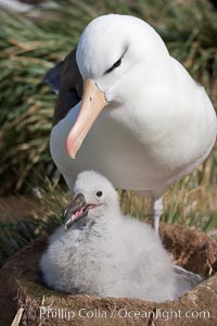 Black-browed albatross, adult and chick, at the enormous colony on Steeple Jason Island in the Falklands.  This is the largest breeding colony of black-browed albatrosses in the world, numbering in the hundreds of thousands of breeding pairs.  The albatrosses lay eggs in September and October, and tend a single chick that will fledge in about 120 days, Thalassarche melanophrys