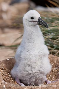 Black-browed albatross chick on its nest, Steeple Jason Island breeding colony.  The single egg is laid in September or October.  Incubation takes 68 to 71 days, after which the chick is tended alternately by both adults until it fledges about 120 days later.