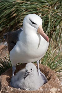 Black-browed albatross, adult and chick, at the enormous colony on Steeple Jason Island in the Falklands.  This is the largest breeding colony of black-browed albatrosses in the world, numbering in the hundreds of thousands of breeding pairs.  The albatrosses lay eggs in September and October, and tend a single chick that will fledge in about 120 days, Thalassarche melanophrys