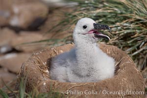 Black-browed albatross chick on its nest, Steeple Jason Island breeding colony.  The single egg is laid in September or October.  Incubation takes 68 to 71 days, after which the chick is tended alternately by both adults until it fledges about 120 days later, Thalassarche melanophrys