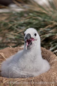 Black-browed albatross chick on its nest, Steeple Jason Island breeding colony.  The single egg is laid in September or October.  Incubation takes 68 to 71 days, after which the chick is tended alternately by both adults until it fledges about 120 days later, Thalassarche melanophrys