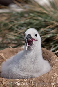 Black-browed albatross chick on its nest, Steeple Jason Island breeding colony.  The single egg is laid in September or October.  Incubation takes 68 to 71 days, after which the chick is tended alternately by both adults until it fledges about 120 days later, Thalassarche melanophrys