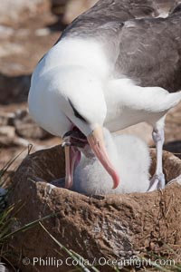 Black-browed albatross, feeding its chick on the nest by regurgitating food it was swallowed while foraging at sea, Steeple Jason Island breeding colony.  The single egg is laid in September or October.  Incubation takes 68 to 71 days, after which the chick is tended alternately by both adults until it fledges about 120 days later, Thalassarche melanophrys