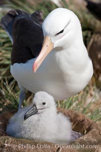 Black-browed albatross, adult and chick, at the enormous colony on Steeple Jason Island in the Falklands.  This is the largest breeding colony of black-browed albatrosses in the world, numbering in the hundreds of thousands of breeding pairs.  The albatrosses lay eggs in September and October, and tend a single chick that will fledge in about 120 days, Thalassarche melanophrys