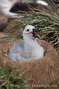 Black-browed albatross chick on its nest, Steeple Jason Island breeding colony.  The single egg is laid in September or October.  Incubation takes 68 to 71 days, after which the chick is tended alternately by both adults until it fledges about 120 days later, Thalassarche melanophrys