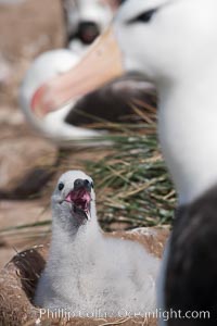 Black-browed albatross, adult and chick, at the enormous colony on Steeple Jason Island in the Falklands.  This is the largest breeding colony of black-browed albatrosses in the world, numbering in the hundreds of thousands of breeding pairs.  The albatrosses lay eggs in September and October, and tend a single chick that will fledge in about 120 days, Thalassarche melanophrys