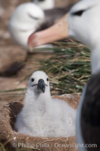 Black-browed albatross, adult and chick, at the enormous colony on Steeple Jason Island in the Falklands.  This is the largest breeding colony of black-browed albatrosses in the world, numbering in the hundreds of thousands of breeding pairs.  The albatrosses lay eggs in September and October, and tend a single chick that will fledge in about 120 days, Thalassarche melanophrys