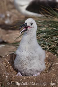 Black-browed albatross chick on its nest, Steeple Jason Island breeding colony.  The single egg is laid in September or October.  Incubation takes 68 to 71 days, after which the chick is tended alternately by both adults until it fledges about 120 days later, Thalassarche melanophrys