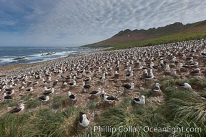 Black-browed albatross colony on Steeple Jason Island in the Falklands.  This is the largest breeding colony of black-browed albatrosses in the world, numbering in the hundreds of thousands of breeding pairs.  The albatrosses lay eggs in September and October, and tend a single chick that will fledge in about 120 days, Thalassarche melanophrys