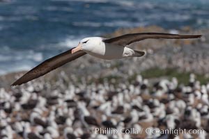 Black-browed albatross in flight, over the enormous colony at Steeple Jason Island in the Falklands, Thalassarche melanophrys