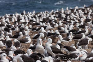 Black-browed albatross colony on Steeple Jason Island in the Falklands.  This is the largest breeding colony of black-browed albatrosses in the world, numbering in the hundreds of thousands of breeding pairs.  The albatrosses lay eggs in September and October, and tend a single chick that will fledge in about 120 days, Thalassarche melanophrys