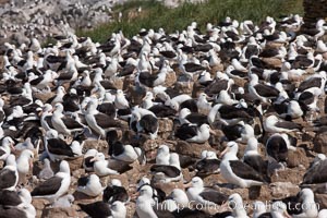 Black-browed albatross colony on Steeple Jason Island in the Falklands.  This is the largest breeding colony of black-browed albatrosses in the world, numbering in the hundreds of thousands of breeding pairs.  The albatrosses lay eggs in September and October, and tend a single chick that will fledge in about 120 days, Thalassarche melanophrys