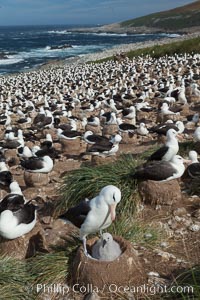 Black-browed albatross colony on Steeple Jason Island in the Falklands.  This is the largest breeding colony of black-browed albatrosses in the world, numbering in the hundreds of thousands of breeding pairs.  The albatrosses lay eggs in September and October, and tend a single chick that will fledge in about 120 days, Thalassarche melanophrys