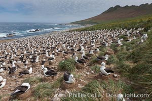 Black-browed albatross colony on Steeple Jason Island in the Falklands.  This is the largest breeding colony of black-browed albatrosses in the world, numbering in the hundreds of thousands of breeding pairs.  The albatrosses lay eggs in September and October, and tend a single chick that will fledge in about 120 days, Thalassarche melanophrys