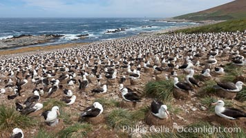 Black-browed albatross colony on Steeple Jason Island in the Falklands.  This is the largest breeding colony of black-browed albatrosses in the world, numbering in the hundreds of thousands of breeding pairs.  The albatrosses lay eggs in September and October, and tend a single chick that will fledge in about 120 days, Thalassarche melanophrys