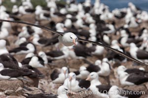 Black-browed albatross in flight, over the enormous colony at Steeple Jason Island in the Falklands. Falkland Islands, United Kingdom, Thalassarche melanophrys, natural history stock photograph, photo id 24213
