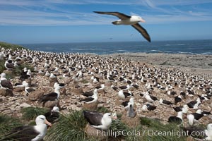 Black-browed albatross in flight, over the enormous colony at Steeple Jason Island in the Falklands, Thalassarche melanophrys