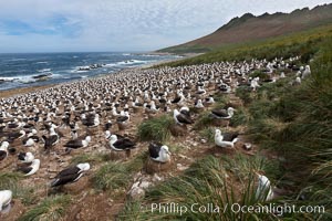 Black-browed albatross colony on Steeple Jason Island in the Falklands.  This is the largest breeding colony of black-browed albatrosses in the world, numbering in the hundreds of thousands of breeding pairs.  The albatrosses lay eggs in September and October, and tend a single chick that will fledge in about 120 days, Thalassarche melanophrys