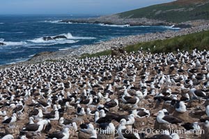 Black-browed albatross colony on Steeple Jason Island in the Falklands.  This is the largest breeding colony of black-browed albatrosses in the world, numbering in the hundreds of thousands of breeding pairs.  The albatrosses lay eggs in September and October, and tend a single chick that will fledge in about 120 days, Thalassarche melanophrys