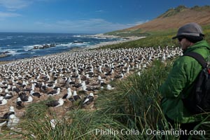 Black-browed albatross colony on Steeple Jason Island in the Falklands.  This is the largest breeding colony of black-browed albatrosses in the world, numbering in the hundreds of thousands of breeding pairs.  The albatrosses lay eggs in September and October, and tend a single chick that will fledge in about 120 days, Thalassarche melanophrys