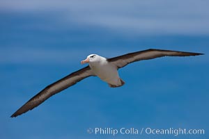 Black-browed albatross in flight, against a blue sky.  Black-browed albatrosses have a wingspan reaching up to 8', weigh up to 10 lbs and can live 70 years.  They roam the open ocean for food and return to remote islands for mating and rearing their chicks.