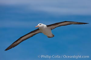 Black-browed albatross in flight, against a blue sky.  Black-browed albatrosses have a wingspan reaching up to 8', weigh up to 10 lbs and can live 70 years.  They roam the open ocean for food and return to remote islands for mating and rearing their chicks, Thalassarche melanophrys, Steeple Jason Island