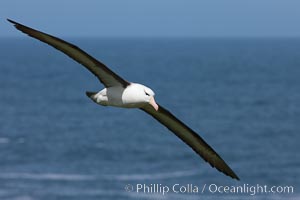 Black-browed albatross, in flight over the ocean.  The wingspan of the black-browed albatross can reach 10', it can weigh up to 10 lbs and live for as many as 70 years. Steeple Jason Island, Falkland Islands, United Kingdom, Thalassarche melanophrys, natural history stock photograph, photo id 24079