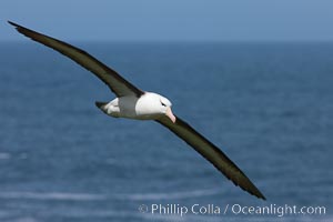 Black-browed albatross, in flight over the ocean.  The wingspan of the black-browed albatross can reach 10', it can weigh up to 10 lbs and live for as many as 70 years, Thalassarche melanophrys, Steeple Jason Island