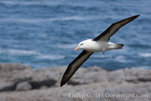 Black-browed albatross soaring in the air, near the breeding colony at Steeple Jason Island, Thalassarche melanophrys