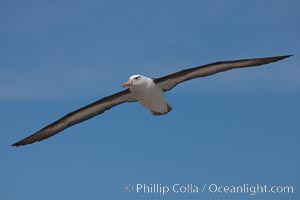 Black-browed albatross in flight, against a blue sky.  Black-browed albatrosses have a wingspan reaching up to 8', weigh up to 10 lbs and can live 70 years.  They roam the open ocean for food and return to remote islands for mating and rearing their chicks, Thalassarche melanophrys, Steeple Jason Island