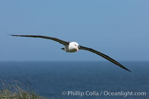 Black-browed albatross in flight, against a blue sky.  Black-browed albatrosses have a wingspan reaching up to 8', weigh up to 10 lbs and can live 70 years.  They roam the open ocean for food and return to remote islands for mating and rearing their chicks, Thalassarche melanophrys, Steeple Jason Island