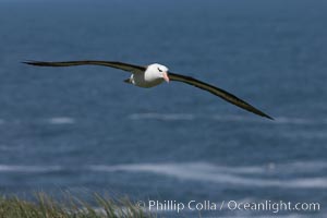 Black-browed albatross soaring in the air, near the breeding colony at Steeple Jason Island, Thalassarche melanophrys