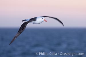 Black-browed albatross in flight, at sea.  The black-browed albatross is a medium-sized seabird at 31-37" long with a 79-94" wingspan and an average weight of 6.4-10 lb. They have a natural lifespan exceeding 70 years. They breed on remote oceanic islands and are circumpolar, ranging throughout the Southern Ocean, Thalassarche melanophrys