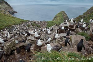 Colony of nesting black-browed albatross, rockhopper penguins and Imperial shags, set high above the ocean on tussock grass-covered seacliffs, Eudyptes chrysocome, Phalacrocorax atriceps, Thalassarche melanophrys, Westpoint Island