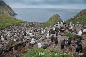 Colony of nesting black-browed albatross, rockhopper penguins and Imperial shags, set high above the ocean on tussock grass-covered seacliffs, Eudyptes chrysocome, Phalacrocorax atriceps, Thalassarche melanophrys, Westpoint Island