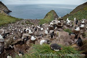 Colony of nesting black-browed albatross, rockhopper penguins and Imperial shags, set high above the ocean on tussock grass-covered seacliffs, Eudyptes chrysocome, Phalacrocorax atriceps, Thalassarche melanophrys, Westpoint Island