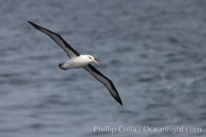 Black-browed albatross in flight.  The black-browed albatross is a medium-sized seabird at 31�37" long with a 79�94" wingspan and an average weight of 6.4�10 lb. They have a natural lifespan exceeding 70 years. They breed on remote oceanic islands and are circumpolar, ranging throughout the Southern Oceanic, Thalassarche melanophrys