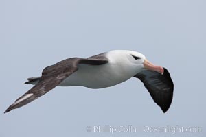 Black-browed albatross in flight.  The black-browed albatross is a medium-sized seabird at 31�37" long with a 79�94" wingspan and an average weight of 6.4�10 lb. They have a natural lifespan exceeding 70 years. They breed on remote oceanic islands and are circumpolar, ranging throughout the Southern Oceanic, Thalassarche melanophrys