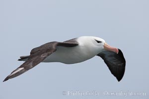 Black-browed albatross in flight.  The black-browed albatross is a medium-sized seabird at 31-37" long with a 79-94" wingspan and an average weight of 6.4-10 lb. They have a natural lifespan exceeding 70 years. They breed on remote oceanic islands and are circumpolar, ranging throughout the Southern Ocean, Thalassarche melanophrys