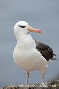 Black-browed albatross. Westpoint Island, Falkland Islands, United Kingdom, Thalassarche melanophrys, natural history stock photograph, photo id 23938
