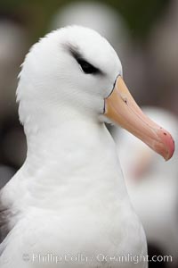 Black-browed albatross, Thalassarche melanophrys, Westpoint Island