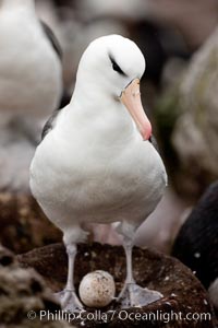 Black-browed albatross, adult on nest with egg, Thalassarche melanophrys, Westpoint Island